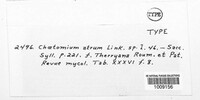 Chaetomium elatum image